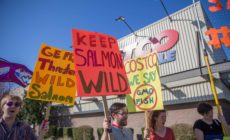 Will Costco be the GMO salmon store?