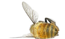 EPA report confirms bee-killing pesticides dont help many farmers