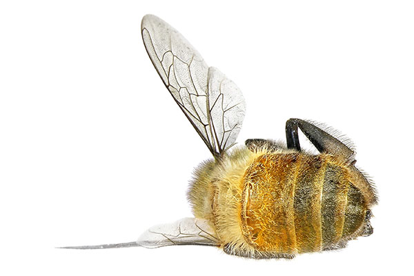 EPA report confirms bee-killing pesticides dont help many farmers
