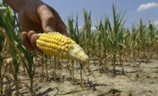 Severe drought shows stupidity of corn ethanol mandate
