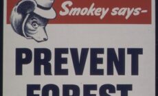 Burning trees to save the planet?