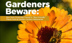 Gardeners beware: “Bee-friendly” plants may be poisoning your garden