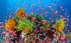 Financing Reef Destruction?