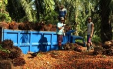 Hidden abuse: The persistence of slave labor within Southeast Asia’s palm oil industry