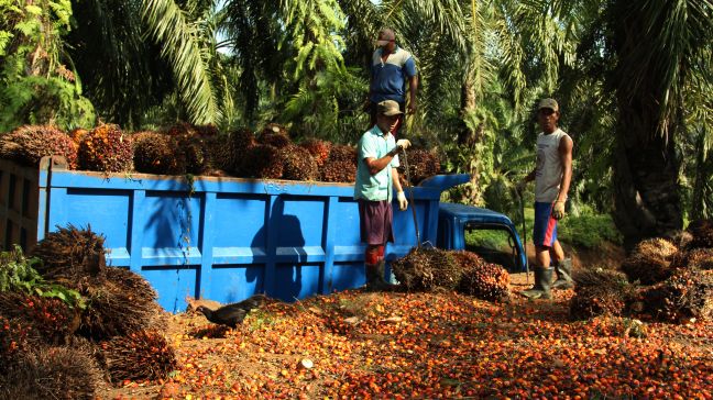 Hidden abuse: The persistence of slave labor within Southeast Asia’s palm oil industry