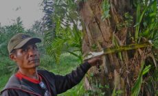 Arrests and displacement rock villages in palm oil landgrab in Bengkulu, Indonesia