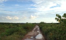 A dark venture: Tales from Borneo, the global heart of palm oil — Part 3