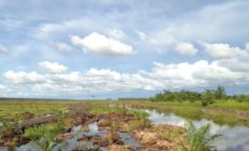 A dark venture: Tales from Borneo, the global heart of palm oil — Part 2