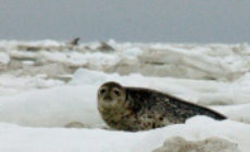 Repository of Friends of the Earth submissions on the IMOs Polar Code