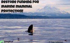 Update from the Pacific NW on endangered Orcas: Stranded baby whale rescued in 2002 has a calf