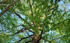 Does Obama’s EPA rule mean welfare for wood?