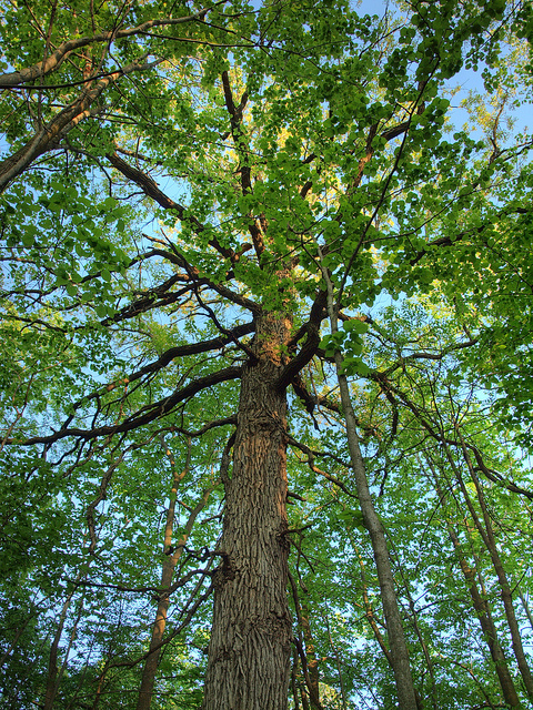 Does Obama’s EPA rule mean welfare for wood?