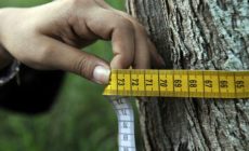 New Briefing Paper: The failed promises of forest carbon finance