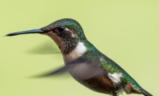 The birds and the bees: Research implicates pollinator-toxic pesticides in hummingbird declines