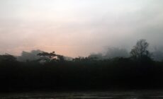 Chronicle of a Palm Oil Ecocide