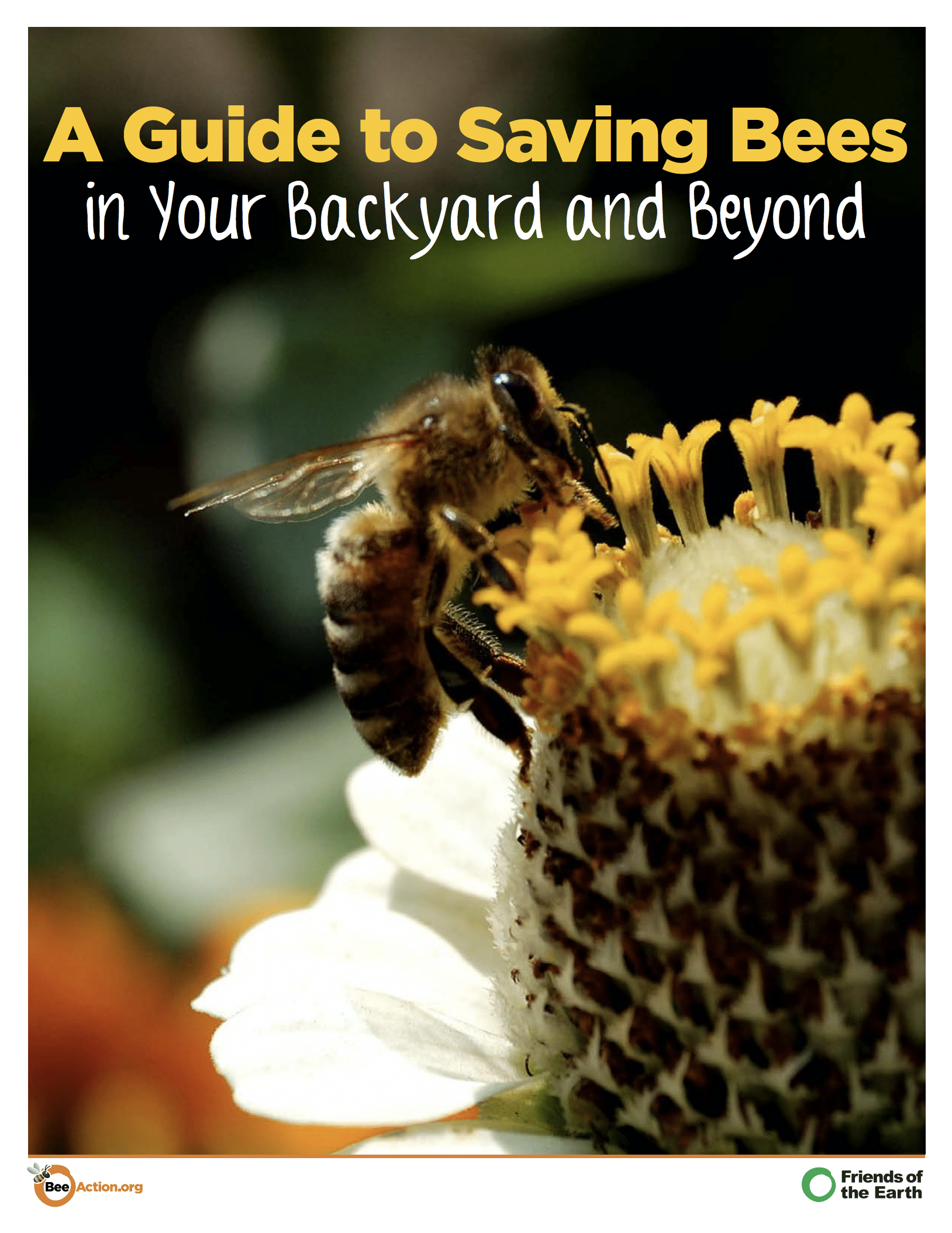 A Guide to Saving Bees in Your Backyard and Beyond