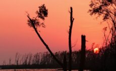 Bangladesh coal projects put human health and pivotal ecosystem at risk