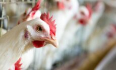 Maryland must curb Eastern Shore factory farm pollution 