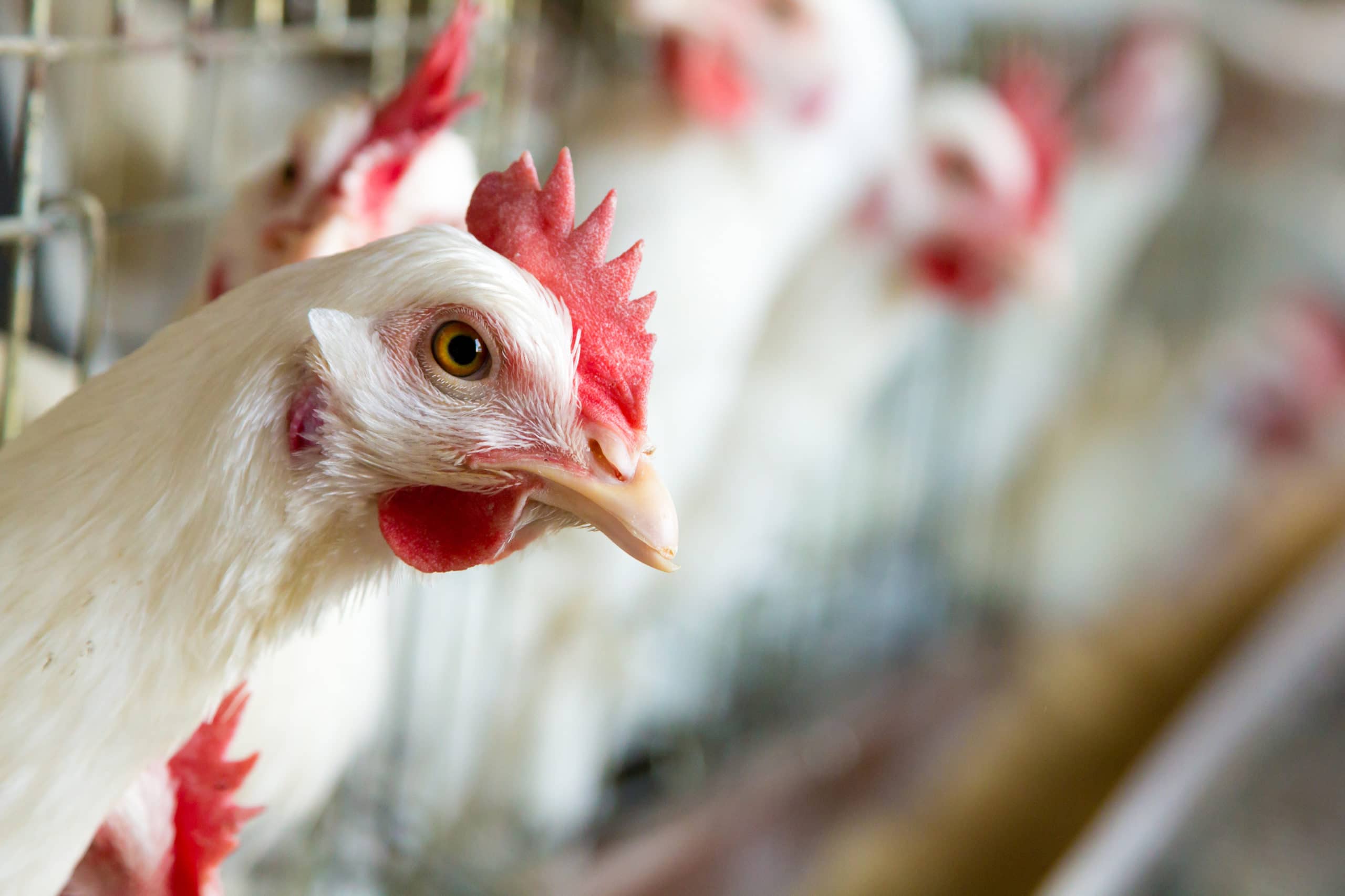 Maryland must curb Eastern Shore factory farm pollution 