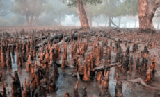 Are US tax dollars financing destruction of world’s largest mangrove forest?