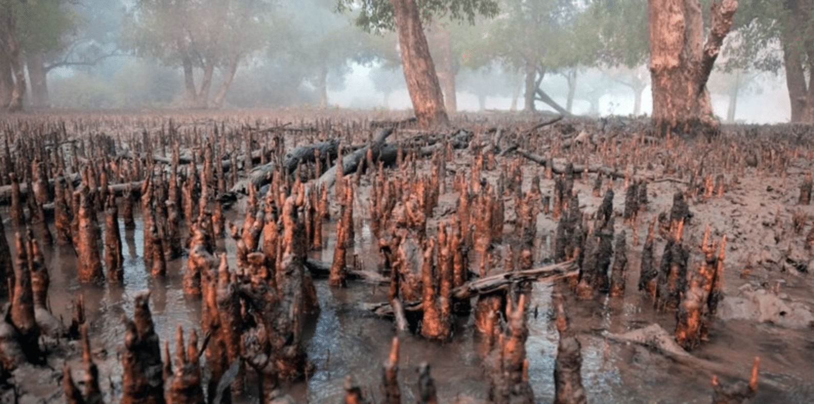 Are US tax dollars financing destruction of world’s largest mangrove forest?