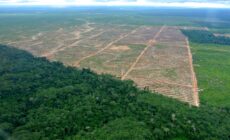 Guatemalan Palm Oil Supplier REPSA Caught up in Corruption and Bribery Scandal