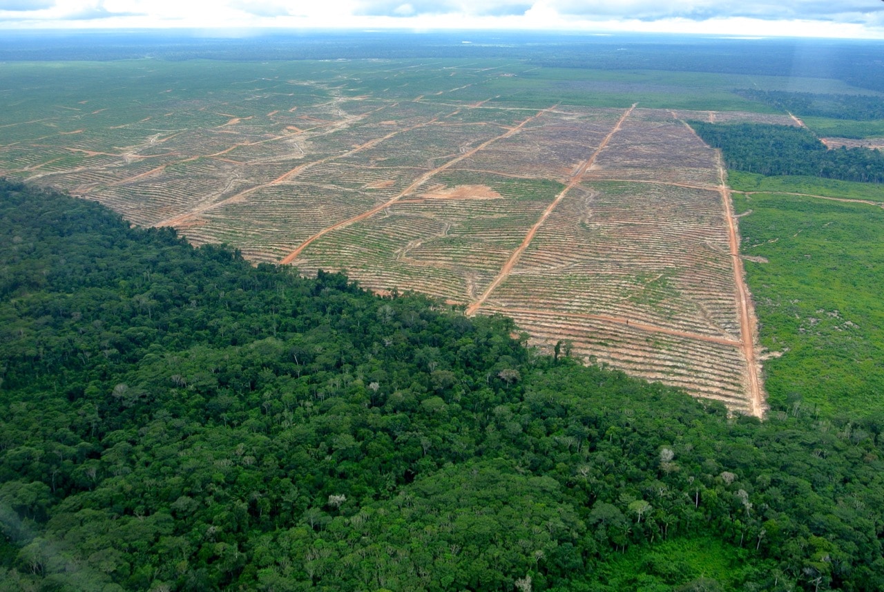 Guatemalan Palm Oil Supplier REPSA Caught up in Corruption and Bribery Scandal