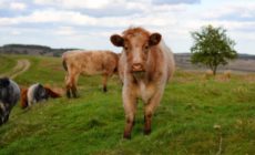 Less and Better Meat is Key for a Healthier Planet