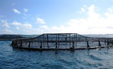 Proposed senate bill would turn oceans into fish feedlots