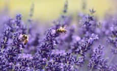 Food retailers fail to protect bees from toxic pesticides
