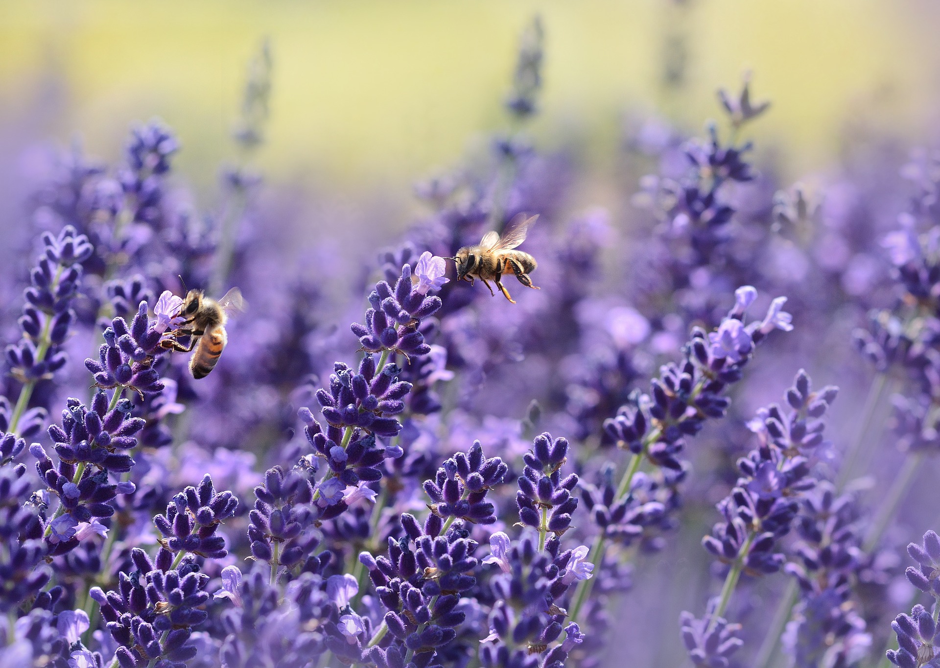 Food retailers fail to protect bees from toxic pesticides