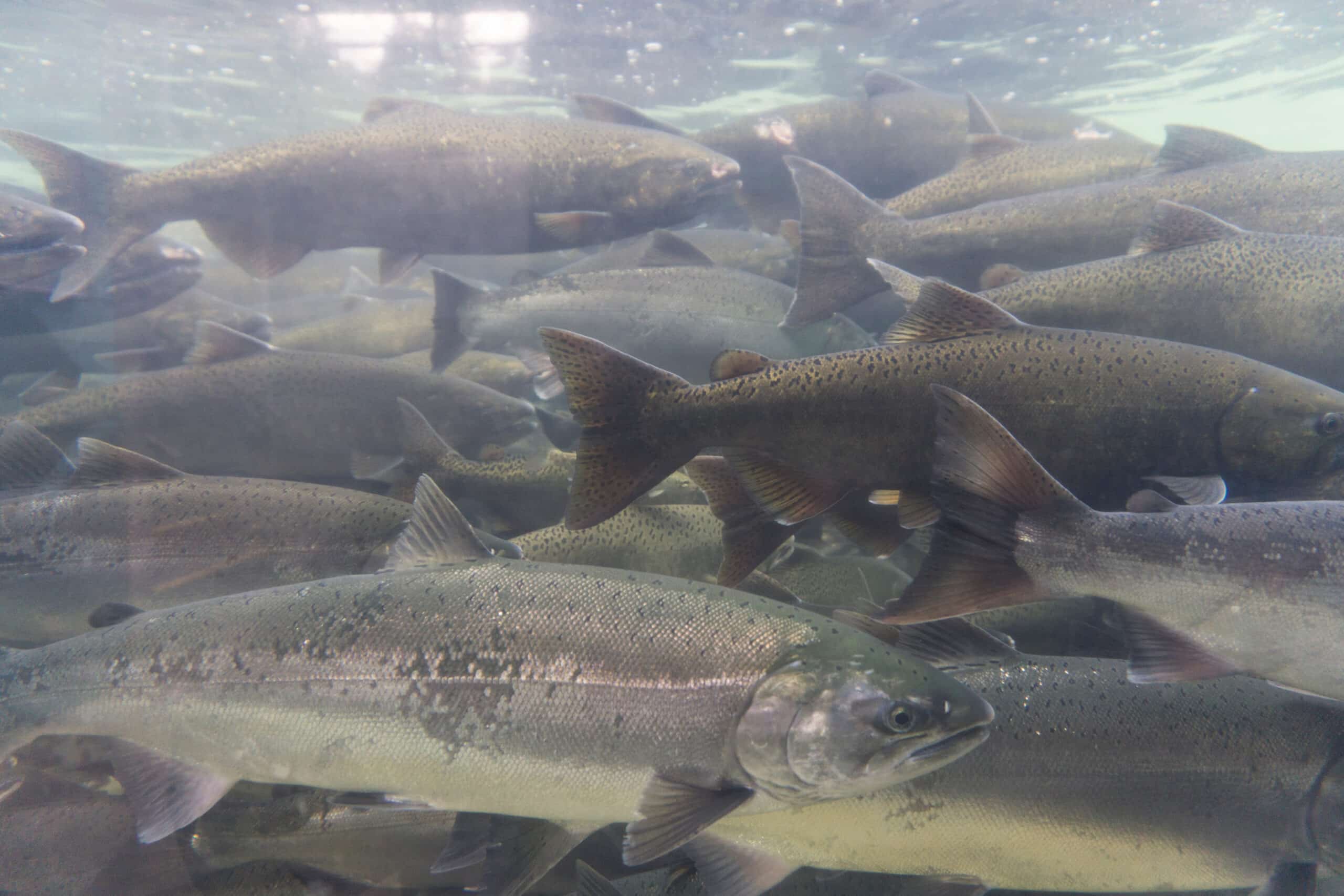 May contain a school of salmon swimming underwater.