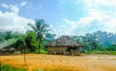 In the Forests of Liberia the Promise of Palm Oil Sows Anger and Doubt