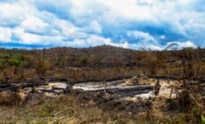 Palm Oil on the Precipice