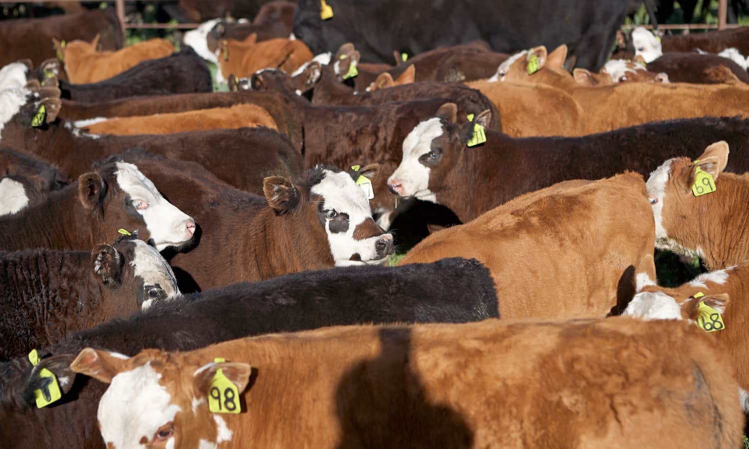 50 Groups Denounce Roundtable on Sustainable Beef as Greenwash