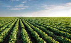With Multiple Drafts and Amendments, Which Farm Bill Reigns Supreme?