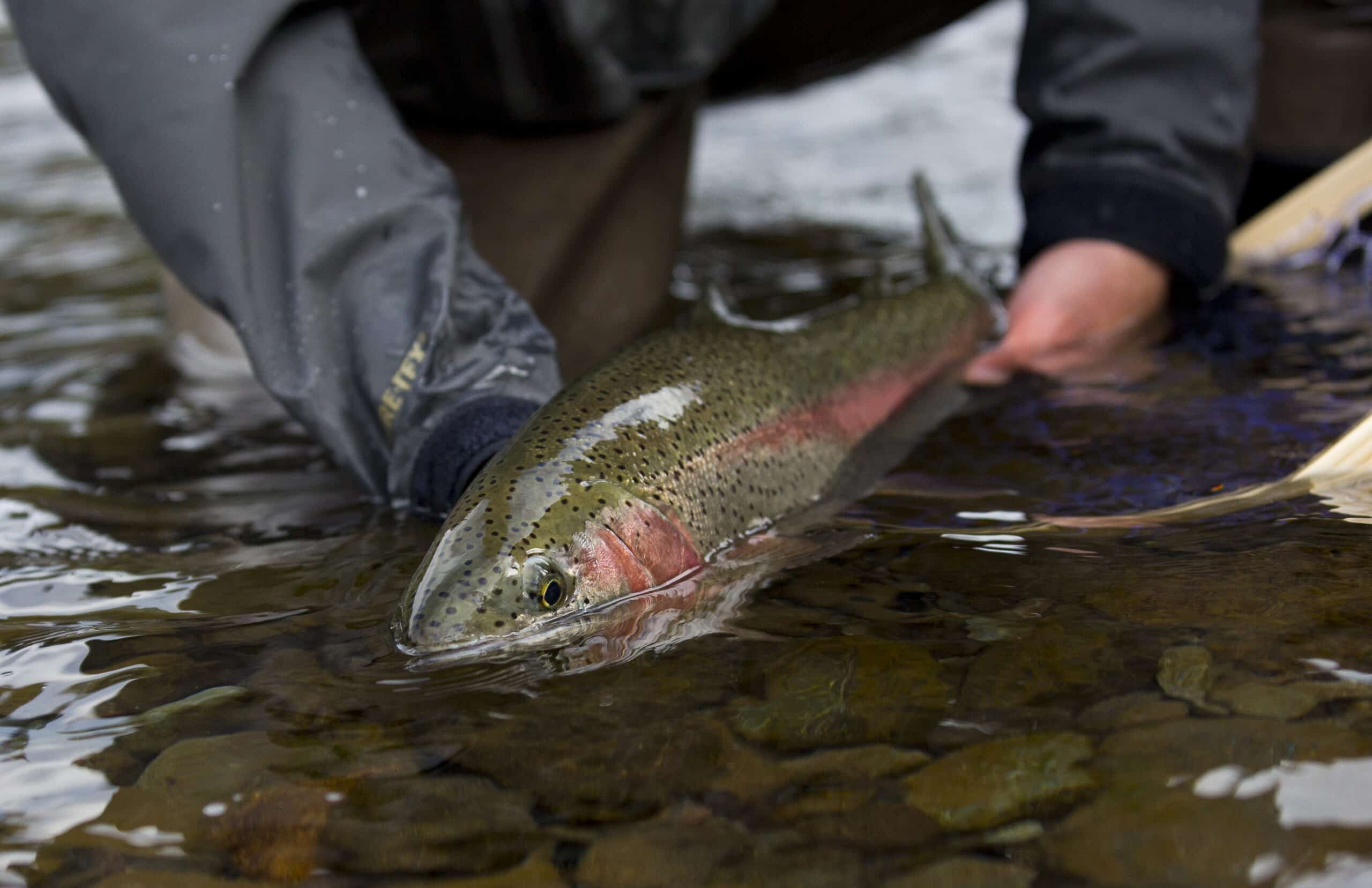 May contain a person holding a rainbow trout in shallow water.