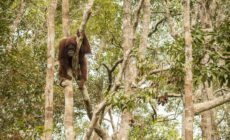 CalPERS’s New Policy Is a Good Step Forward for Forests and Human Rights