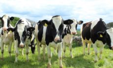 How Cities Can Meat the Climate Challenge