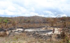 Is S&P Dow Jones greenwashing conflict palm oil?