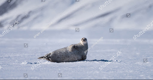 A seal laying in the snow