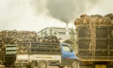 Palm Oil Was Supposed to Help Save the Planet. Instead It Unleashed a Catastrophe: Four Takeaways from this Sunday’s New York Times Article