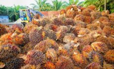RSPO should suspend membership of groups undermining Guatemala’s anti-impunity commission