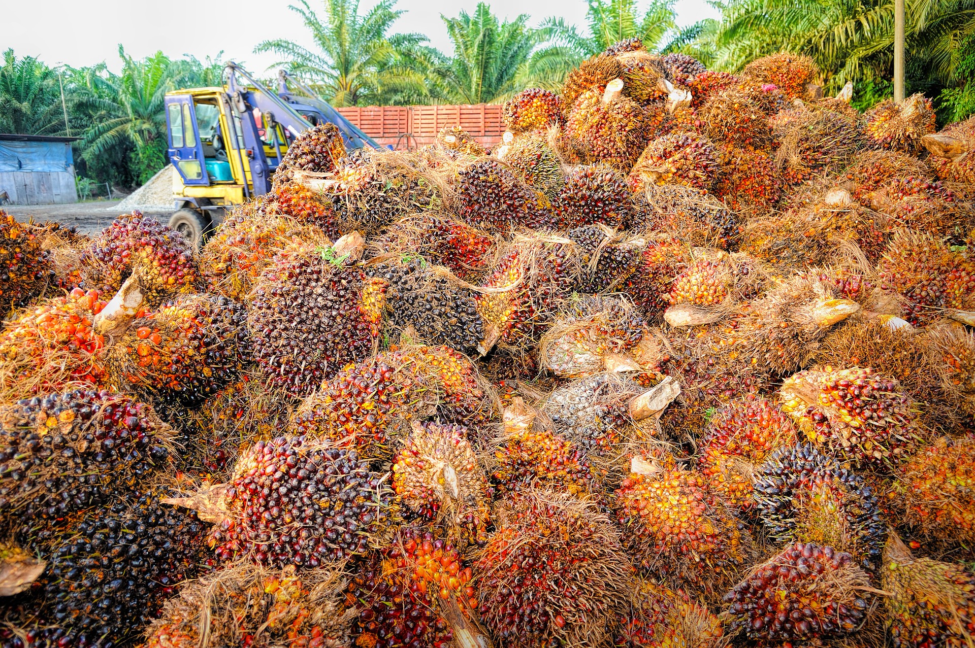 Major palm oil company execs arrested for bribery in Indonesia