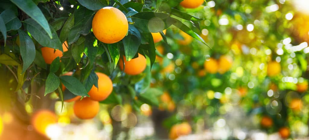 Oranges in the Sunlight at Sunrise