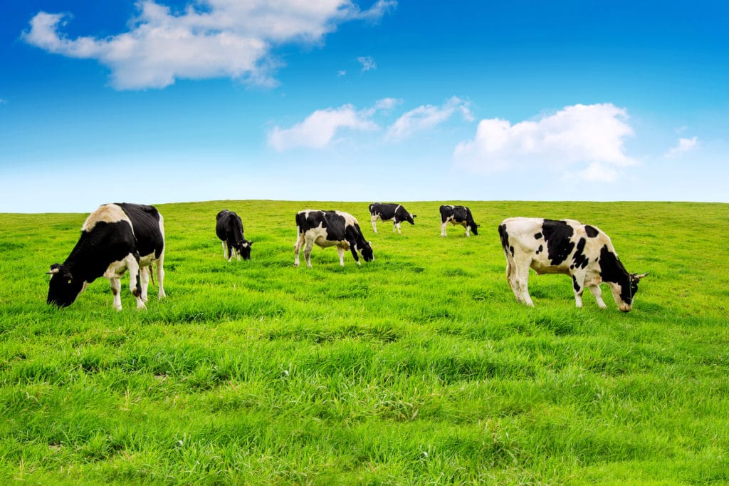 Cows Grazing On Green Grass Under a Blue, Sunny Sky with a Few Clouds