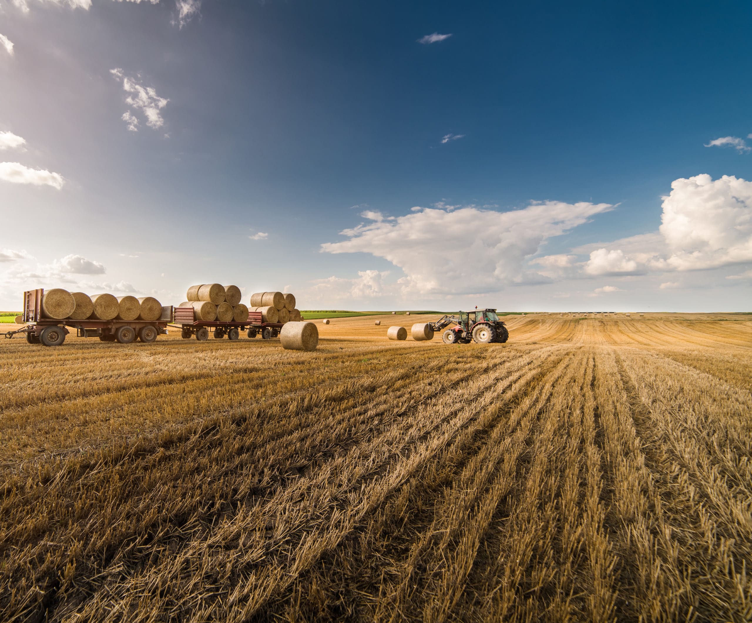 A Pledge to Uphold the Human Right to Food on World Food Day 2025 