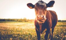 Green New Deal Must Transform Our Food System to Save Our Climate