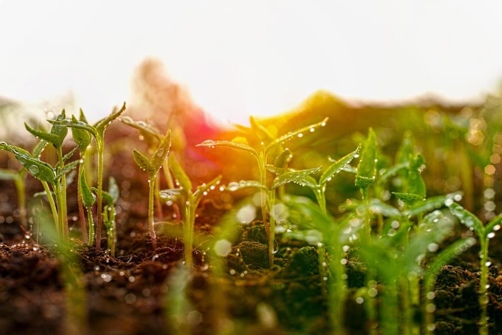 Sprouts coming out of the ground covered in dew