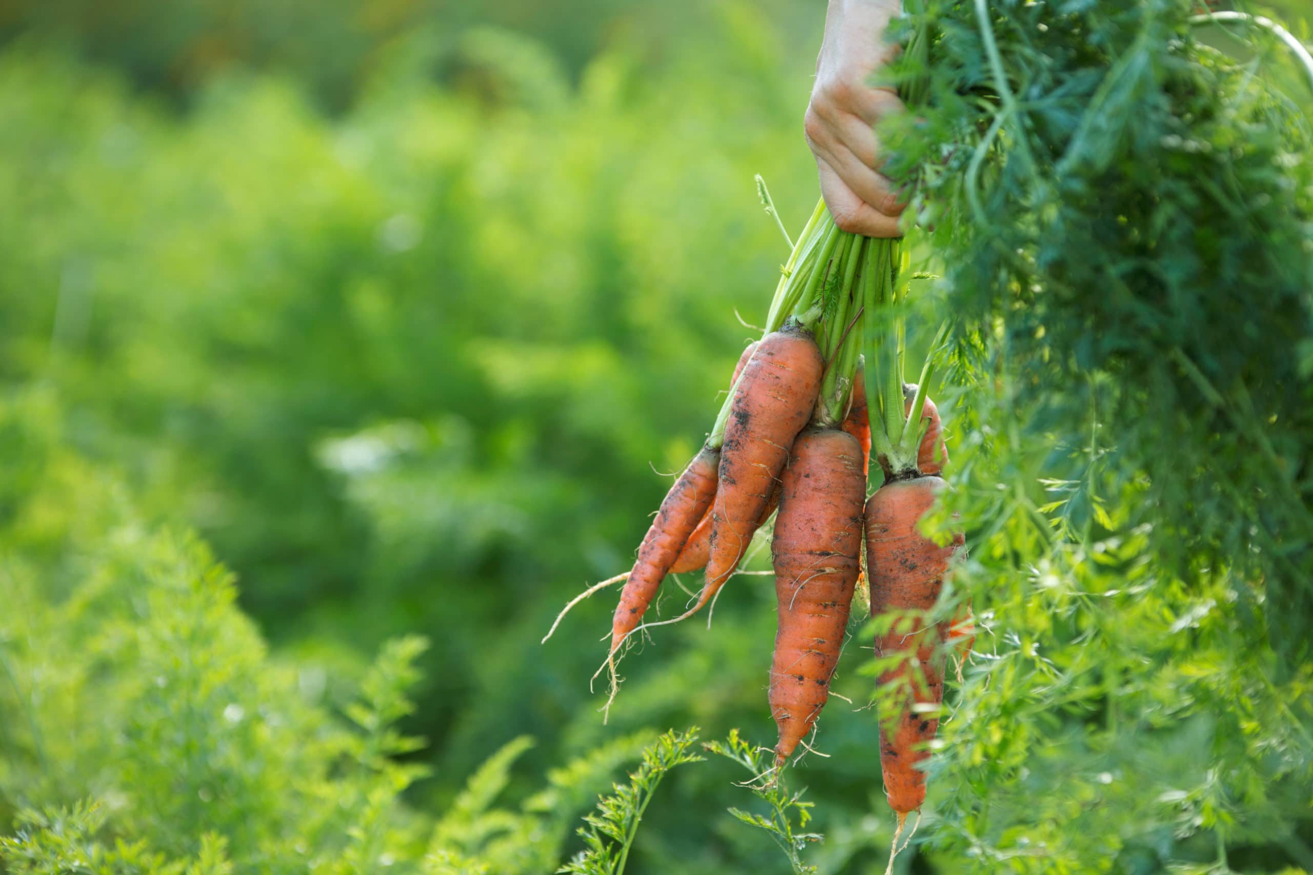 Farmer Holding Bunch of Carrots in Hand